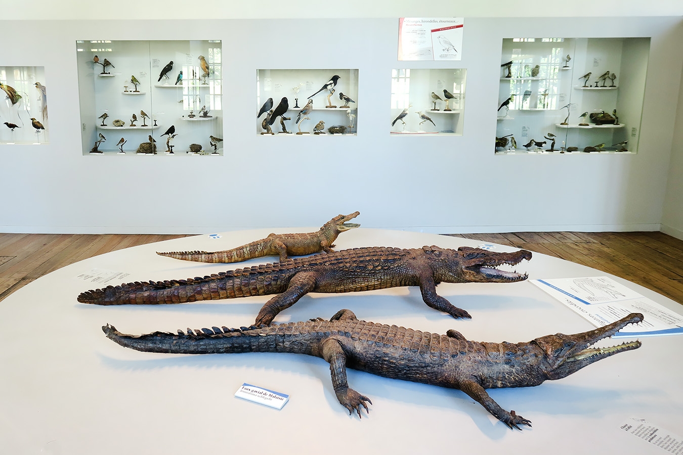 museum de histoire naturelle troyes 8-2025 2769