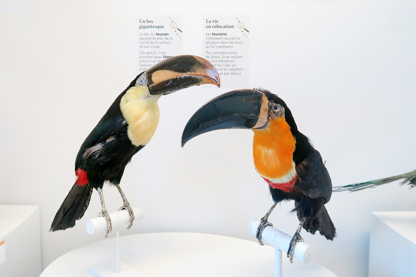 museum de histoire naturelle troyes 8-2025 2770