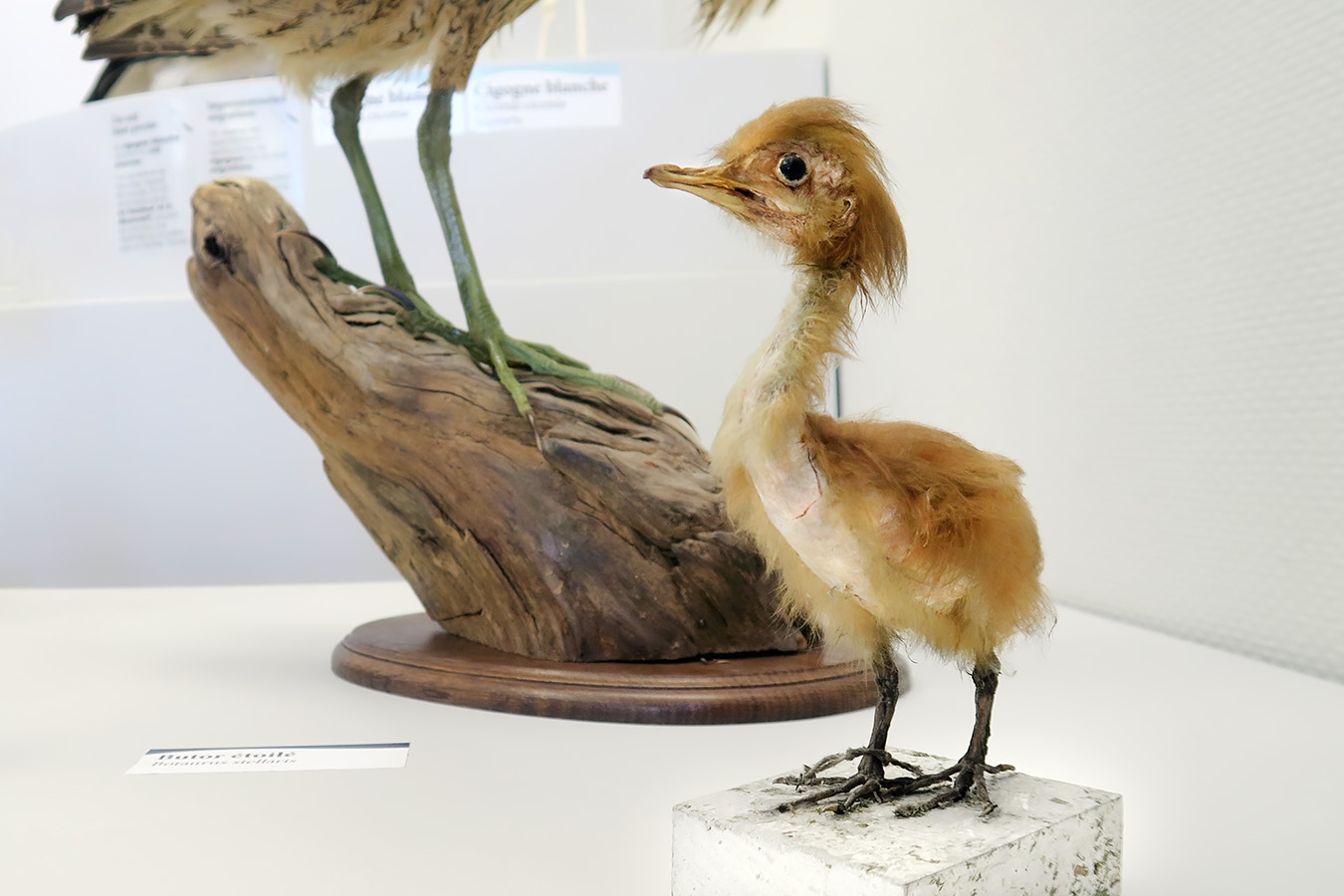 museum de histoire naturelle troyes 8-2025 2783
