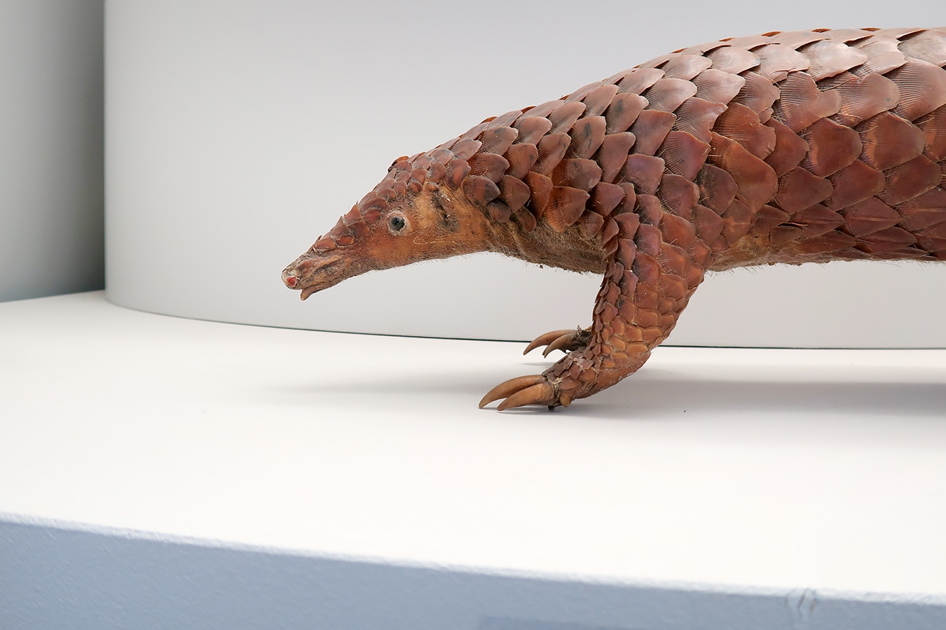 museum de histoire naturelle troyes 8-2025 2790