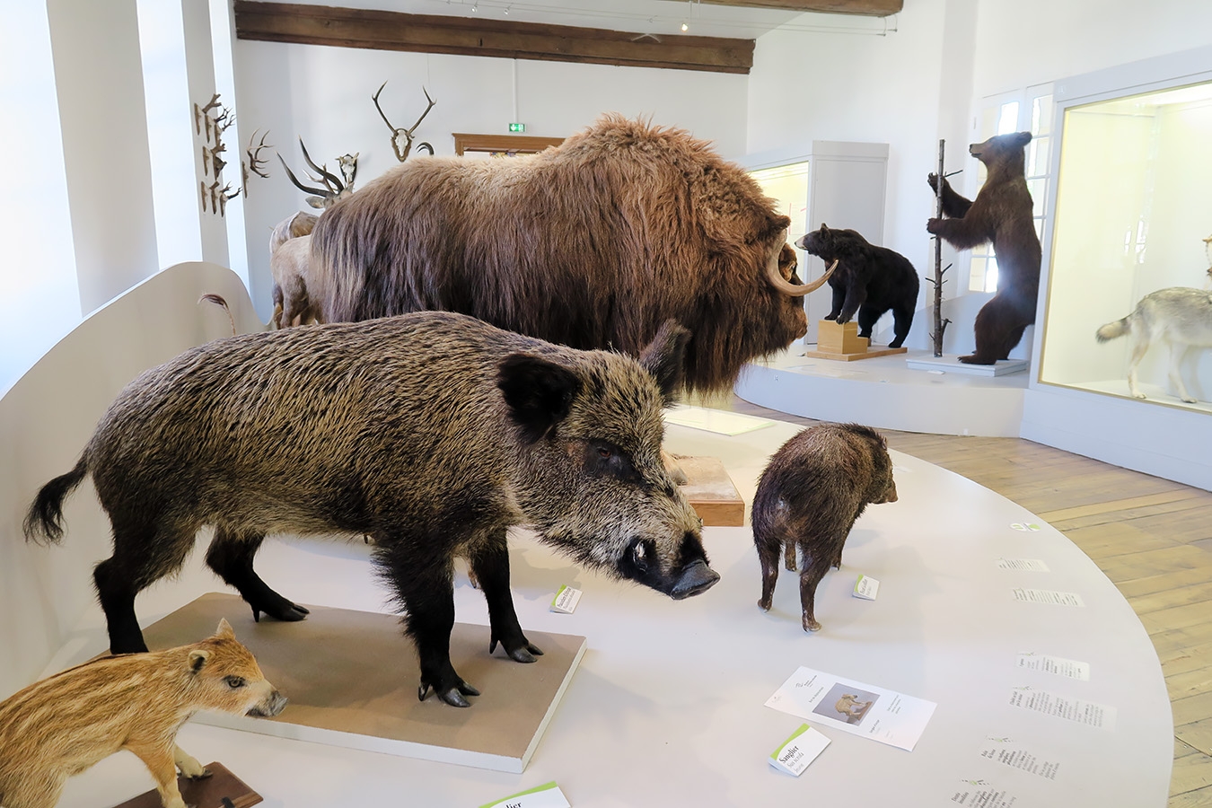 museum de histoire naturelle troyes 8-2025 2794
