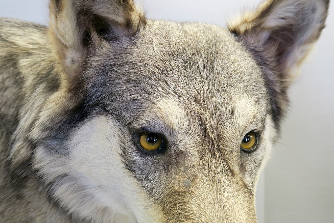 museum de histoire naturelle troyes 8-2025 2799