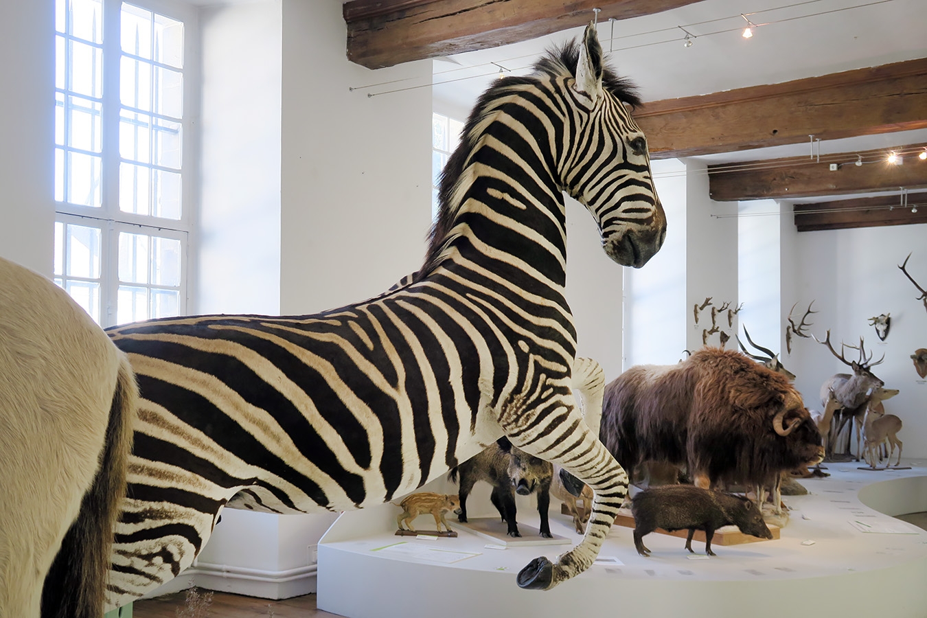 museum de histoire naturelle troyes 8-2025 2802