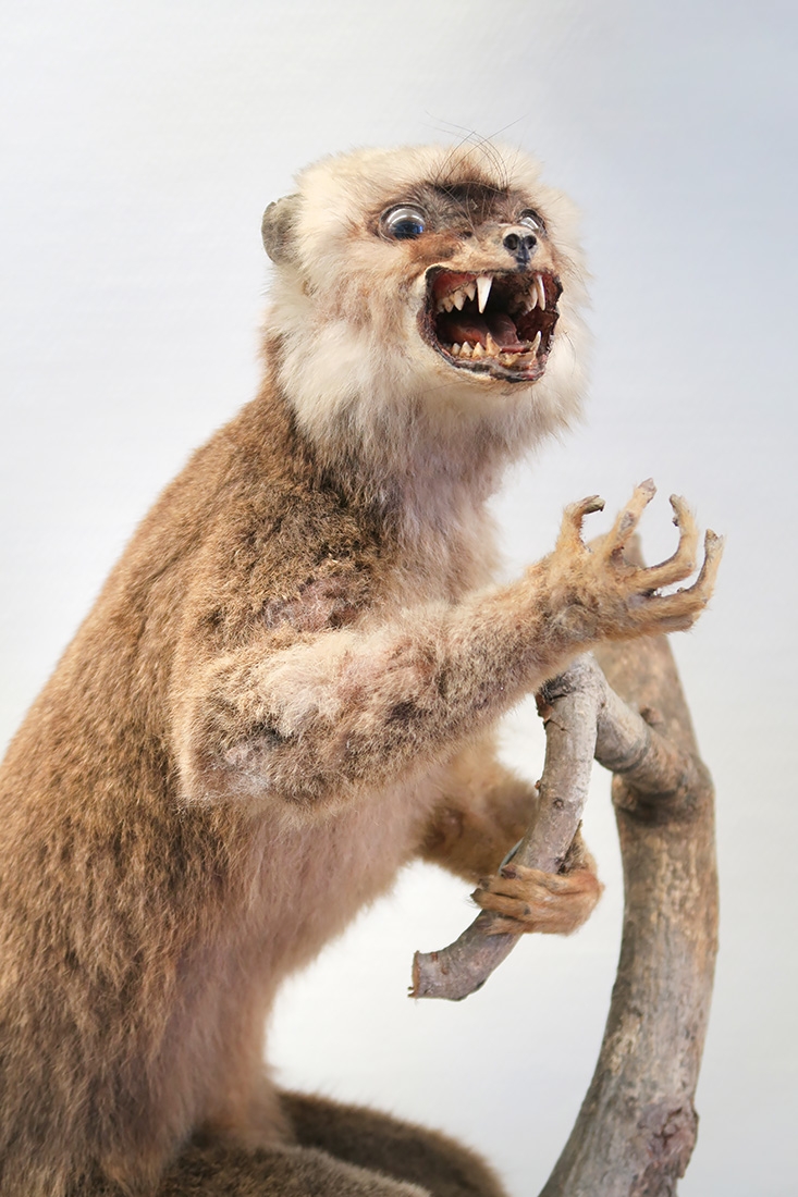 museum de histoire naturelle troyes 8-2025 2805