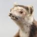 museum de histoire naturelle troyes 8-2025 2807