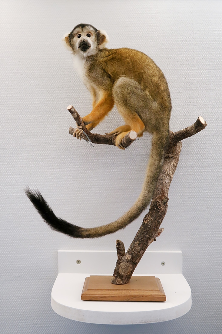 museum de histoire naturelle troyes 8-2025 2810