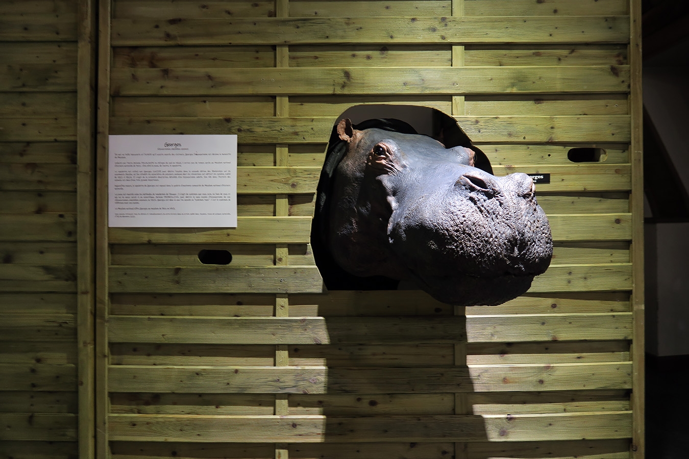 museum dhistoire naturelle blois 8-2025 2220