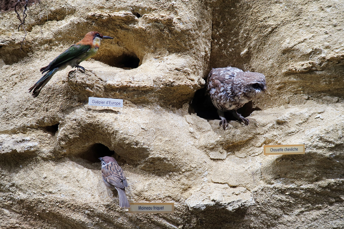 museum dhistoire naturelle blois 8-2025 2291