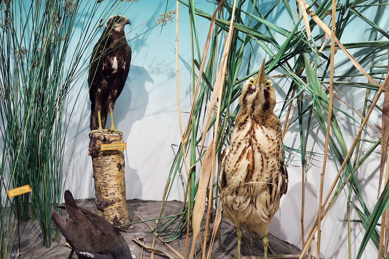 museum dhistoire naturelle blois 8-2025 2304