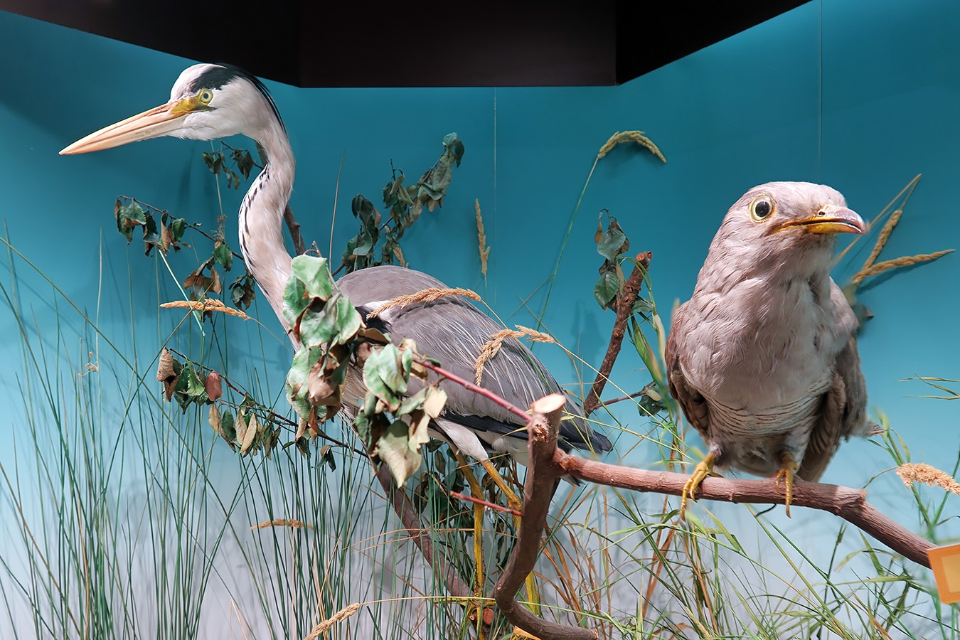 museum dhistoire naturelle blois 8-2025 2306