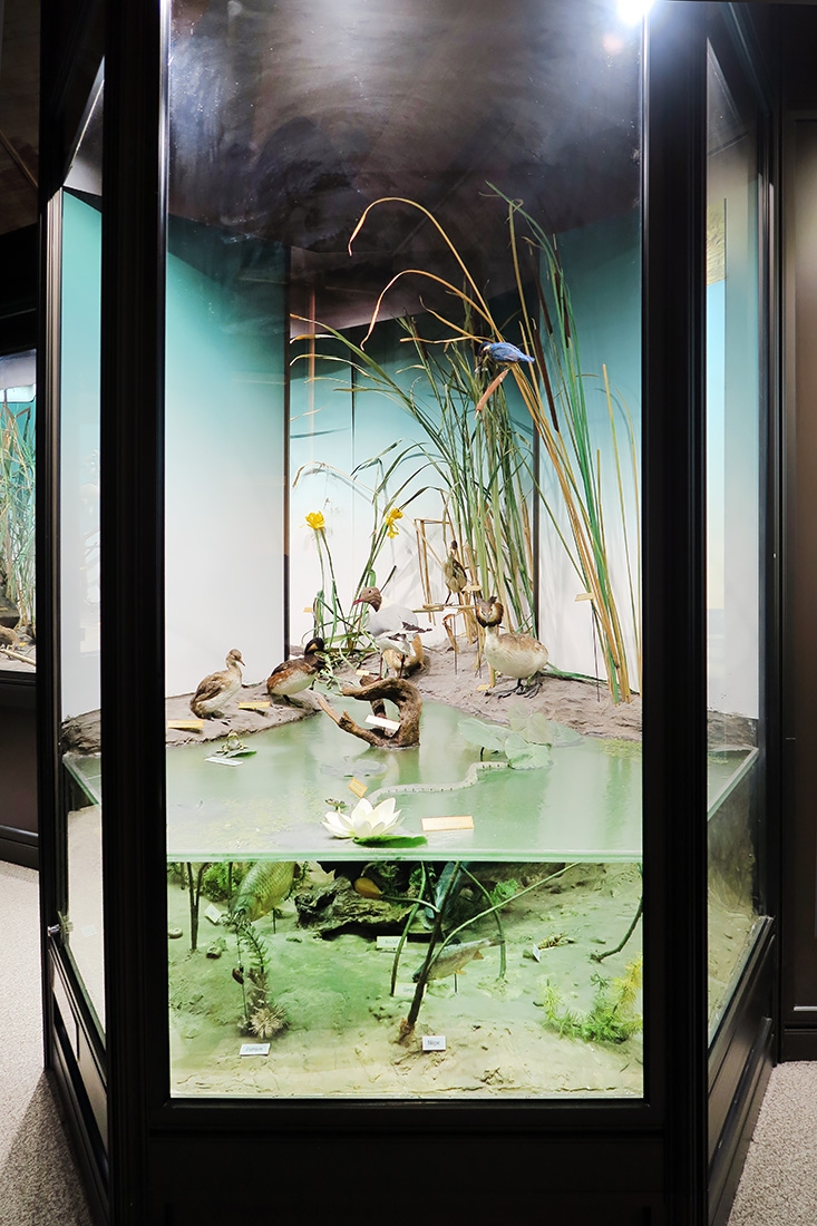 museum dhistoire naturelle blois 8-2025 2310