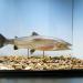 museum dhistoire naturelle blois 8-2025 2326