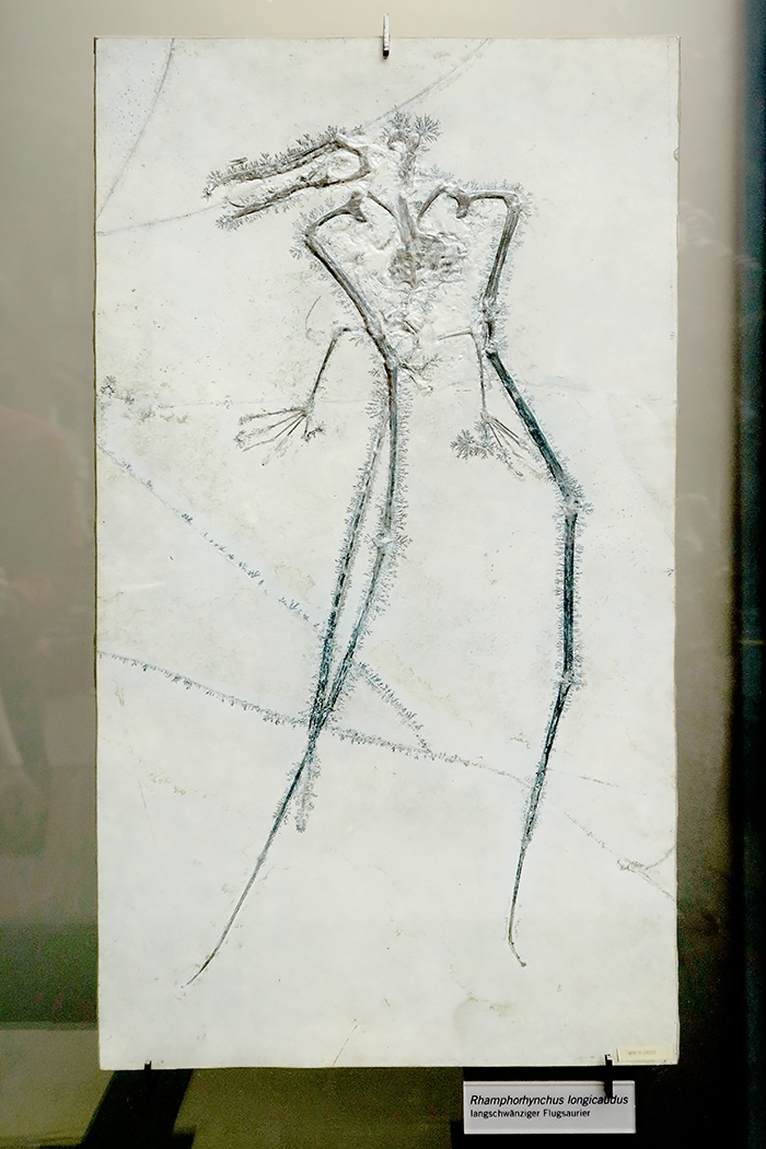 museum fur naturkunde berlin 5-2025 1227