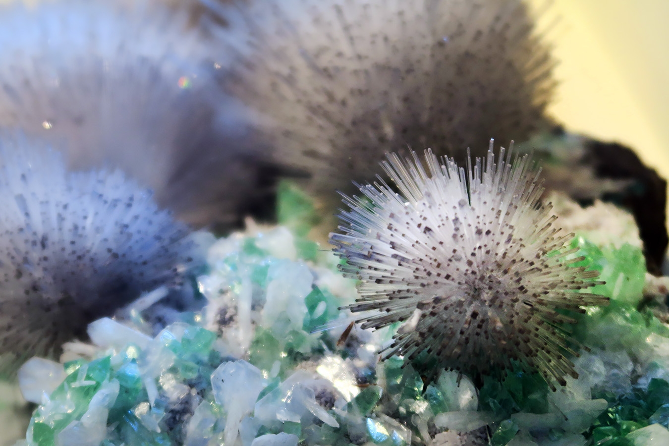 museum fur naturkunde berlin 5-2025 1251