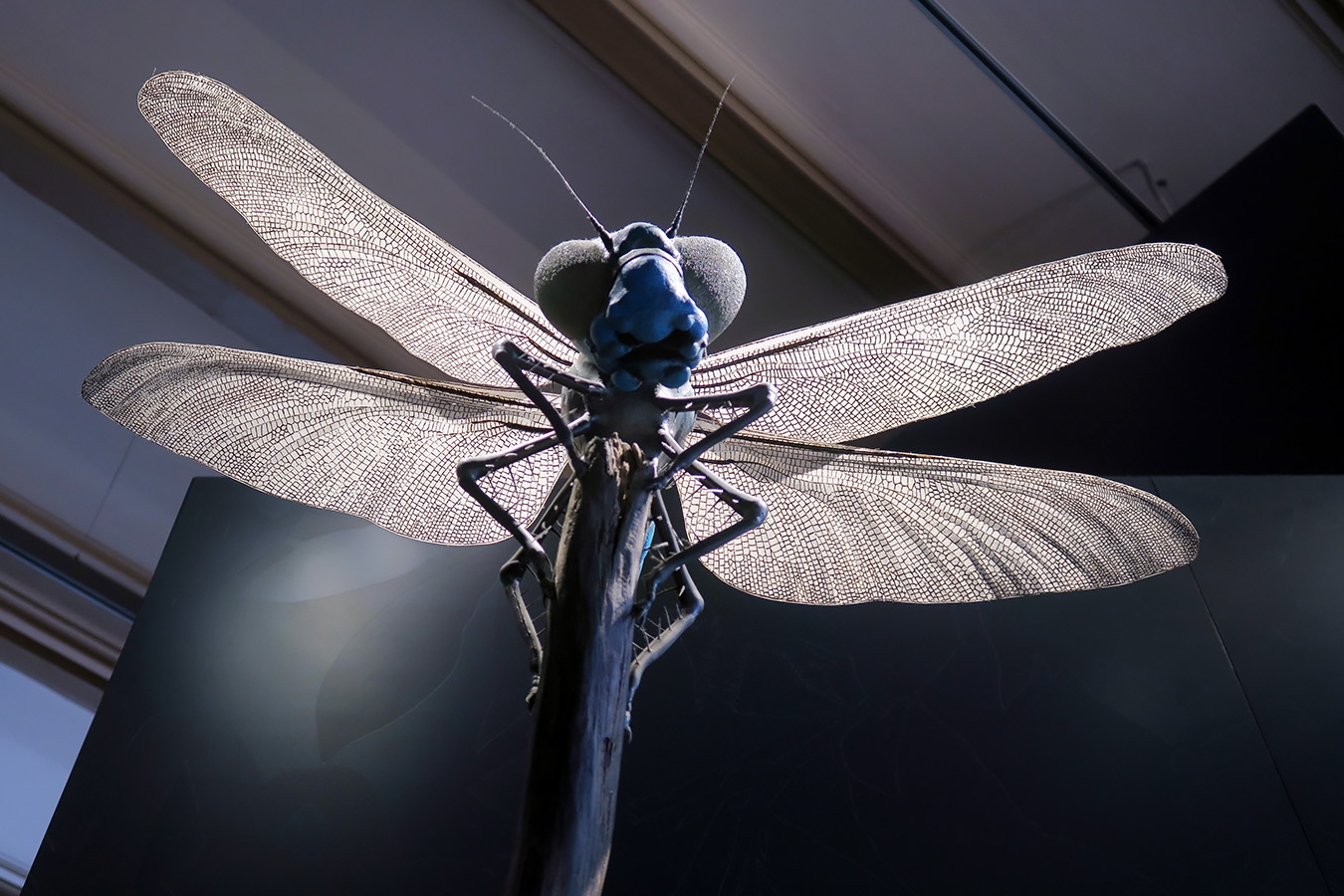 museum fur naturkunde berlin 5-2025 1255