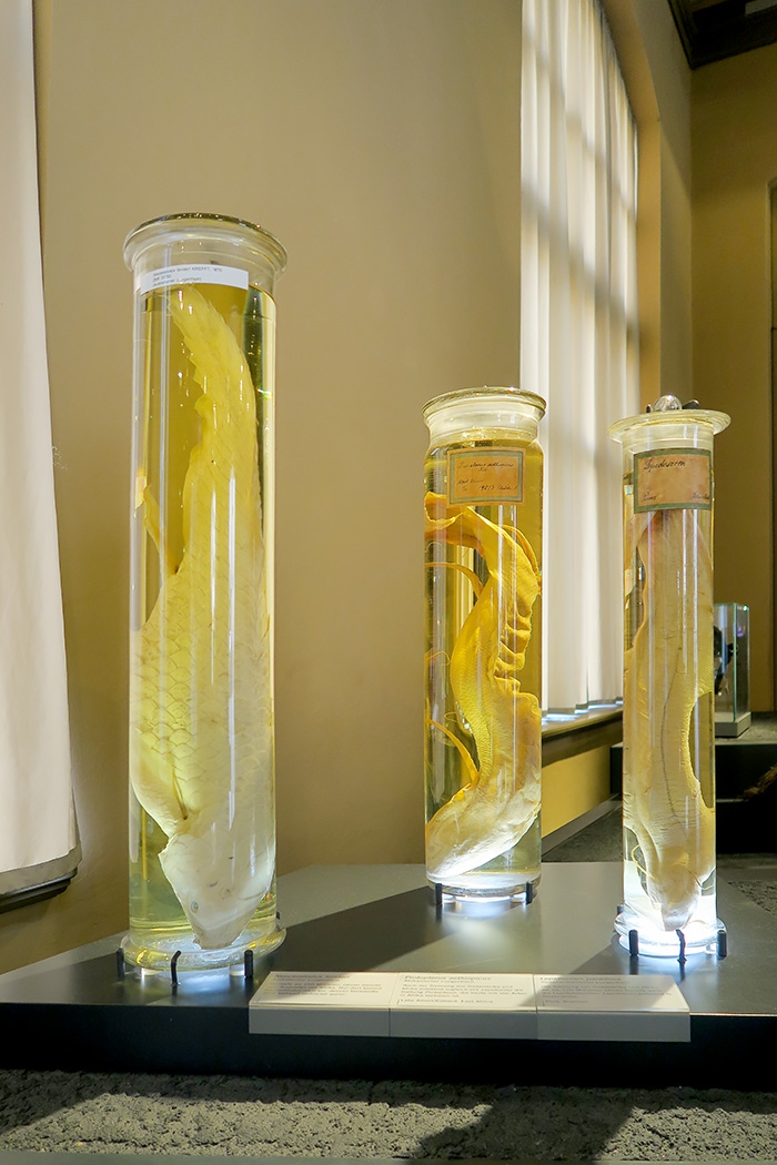 museum fur naturkunde berlin 5-2025 1260