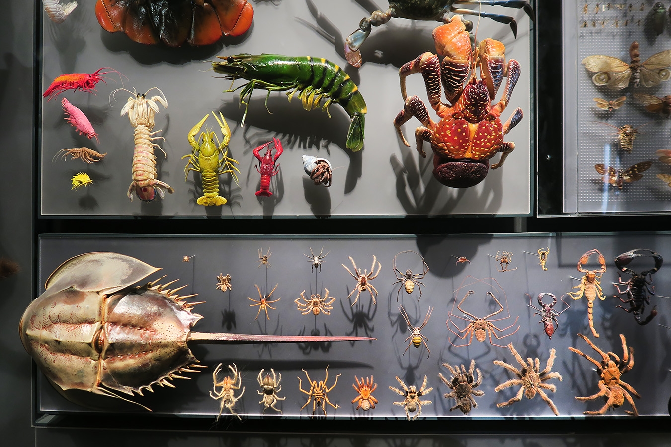 museum fur naturkunde berlin 5-2025 1273