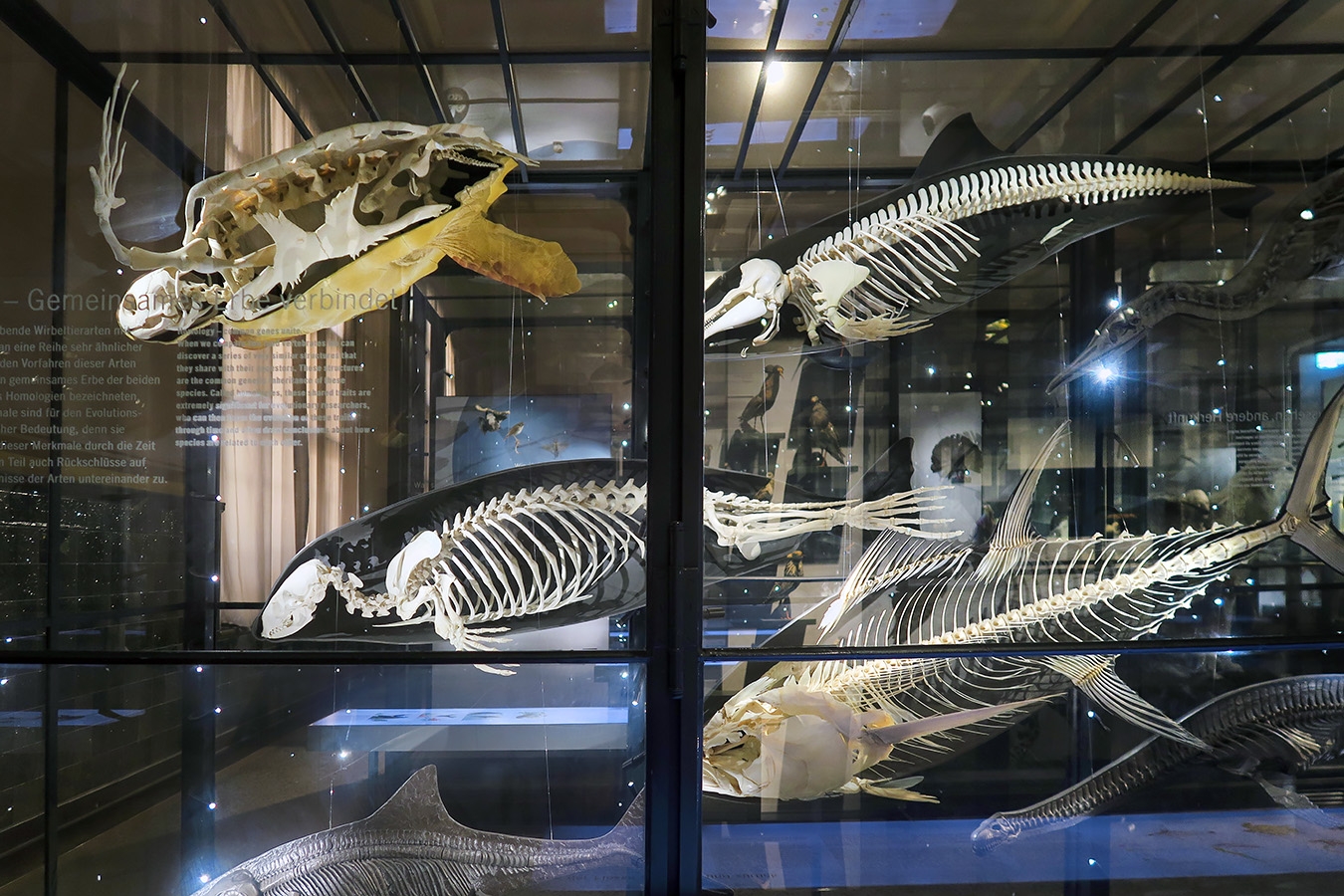 museum fur naturkunde berlin 5-2025 1280