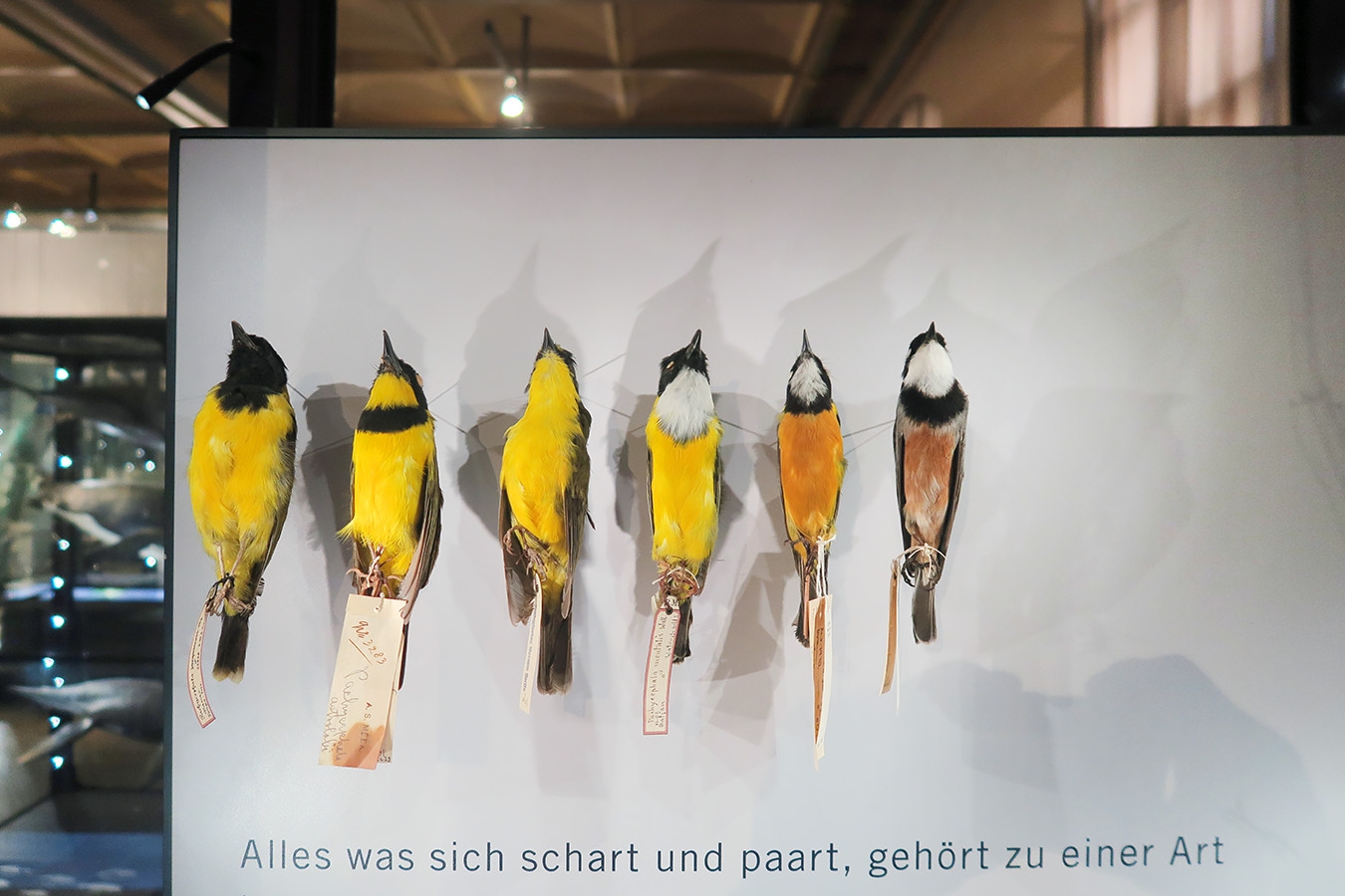 museum fur naturkunde berlin 5-2025 1282