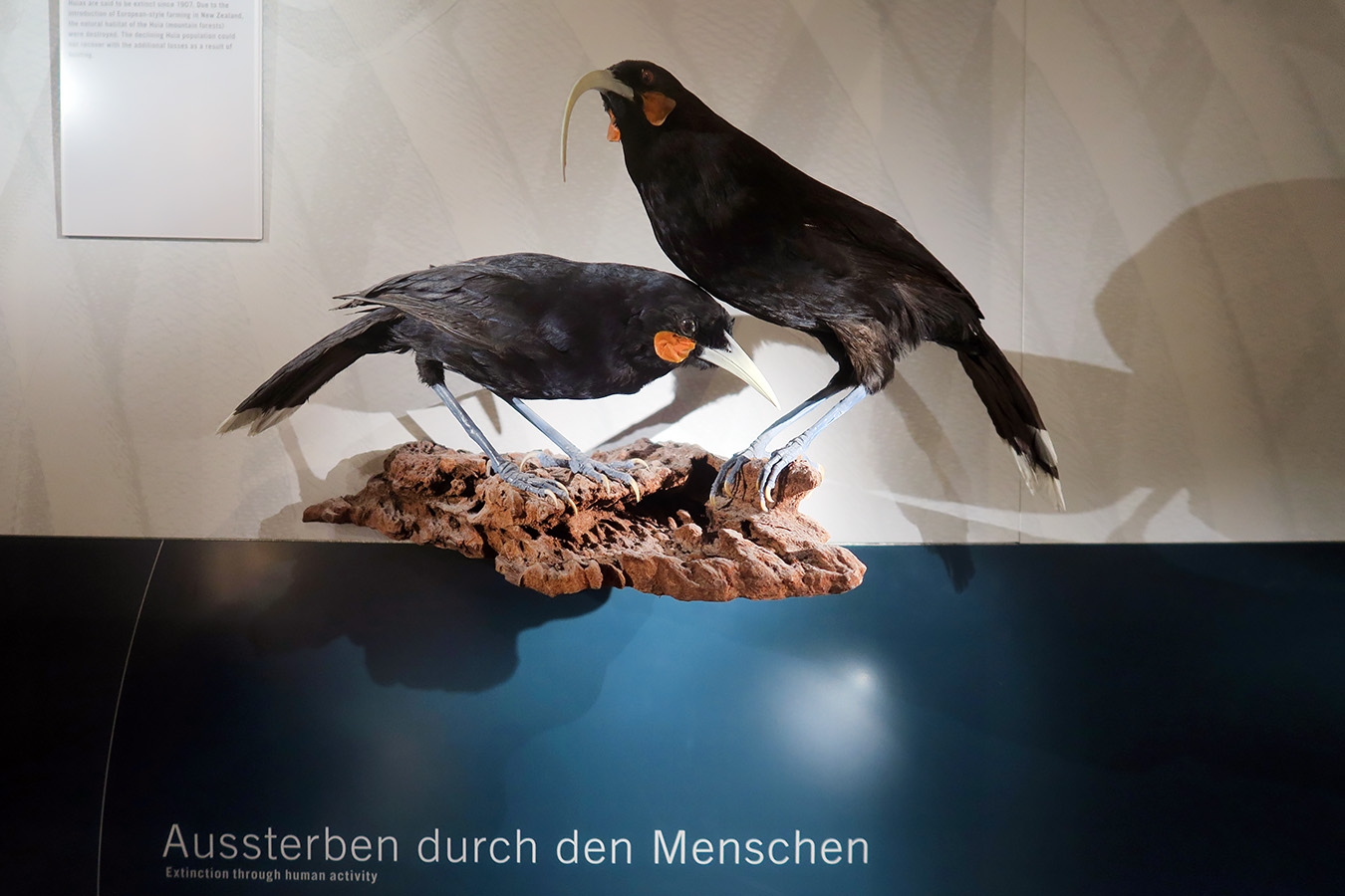 museum fur naturkunde berlin 5-2025 1283
