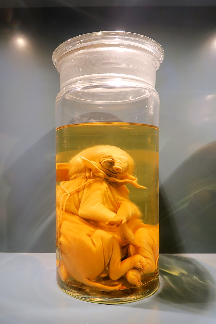 museum fur naturkunde berlin 5-2025 1286