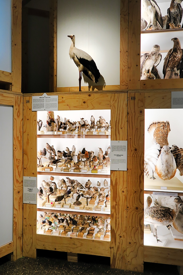 museum fur naturkunde berlin 5-2025 1309