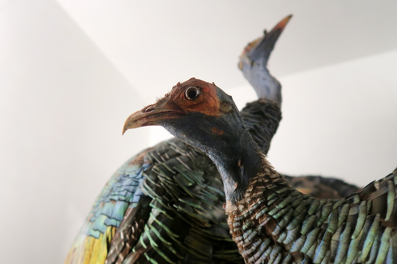 museum fur naturkunde berlin 5-2025 1313