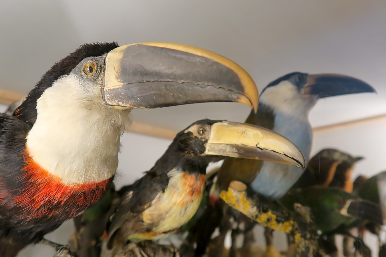 museum fur naturkunde berlin 5-2025 1321