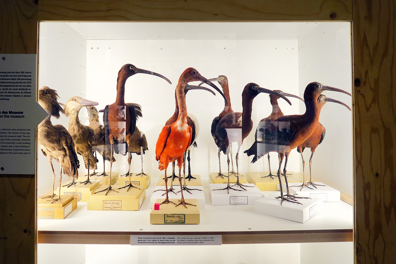 museum fur naturkunde berlin 5-2025 1323