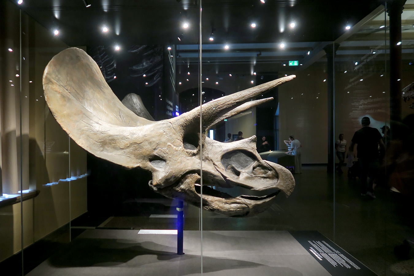 museum fur naturkunde berlin 5-2025 1339