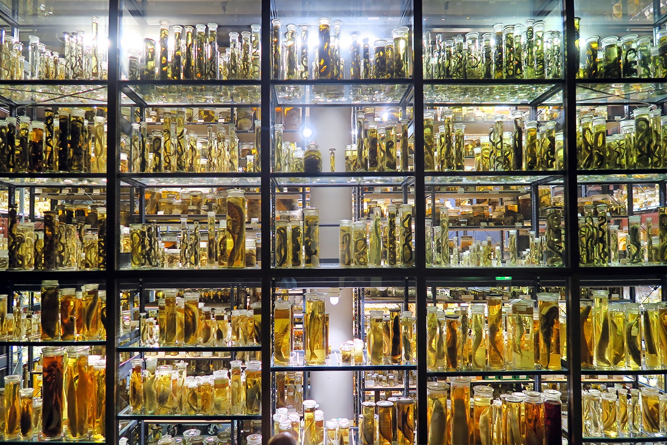 museum fur naturkunde berlin 5-2025 1363