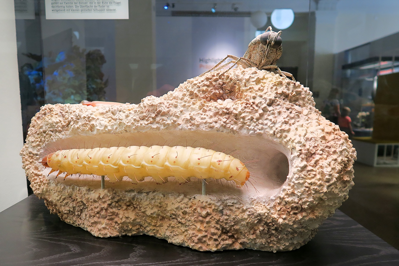 museum fur naturkunde berlin 5-2025 1364