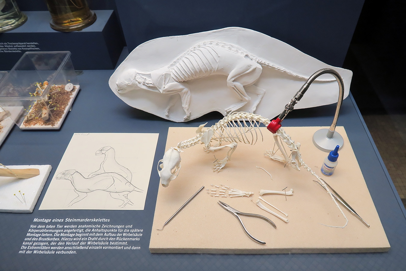 museum fur naturkunde berlin 5-2025 1400