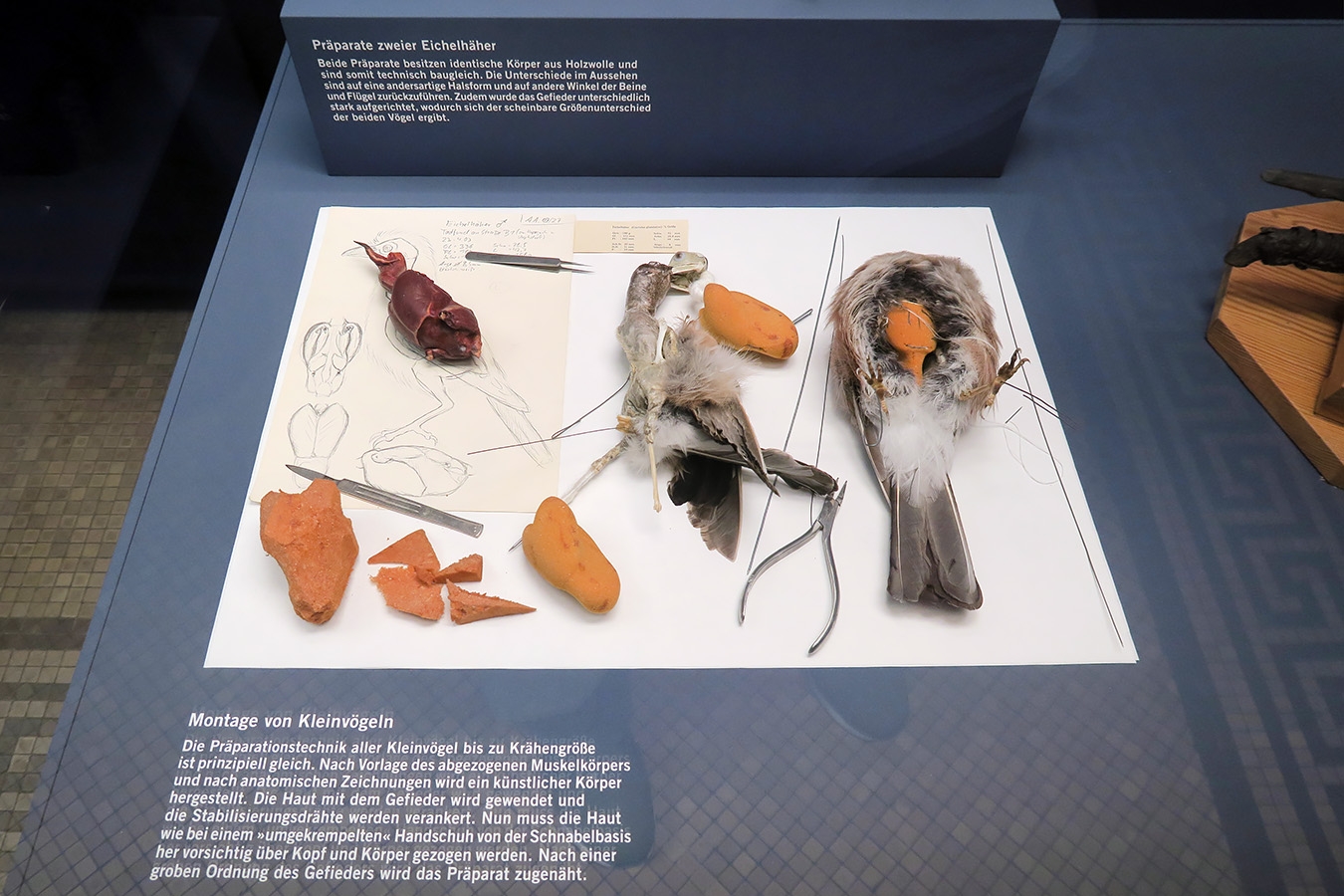 museum fur naturkunde berlin 5-2025 1402