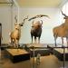 museum fur naturkunde berlin 5-2025 1416