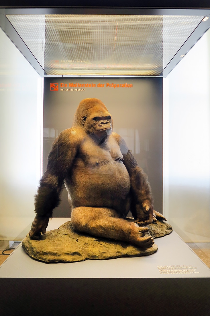 museum fur naturkunde berlin 5-2025 1418