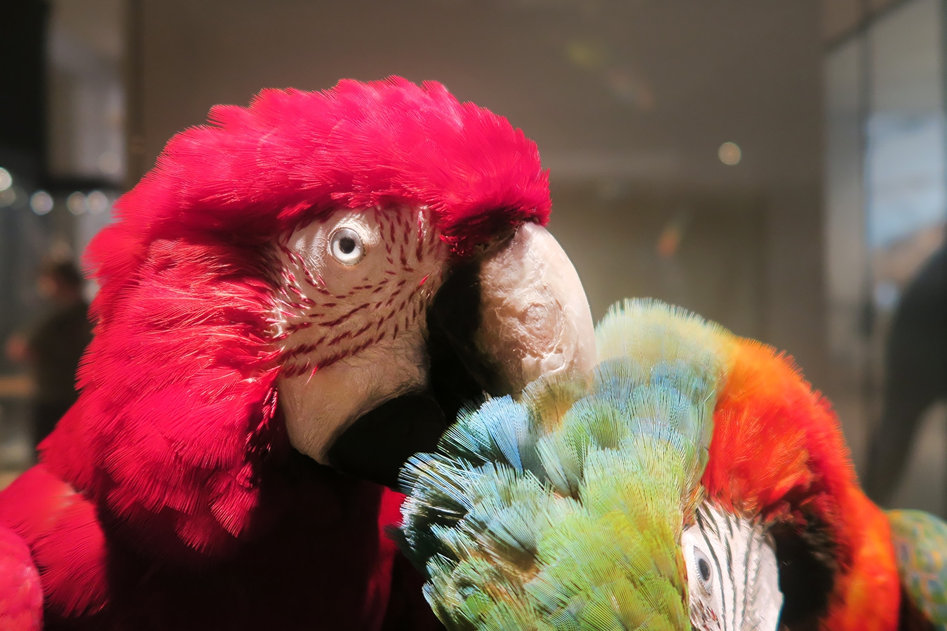 museum fur naturkunde berlin 5-2025 1443