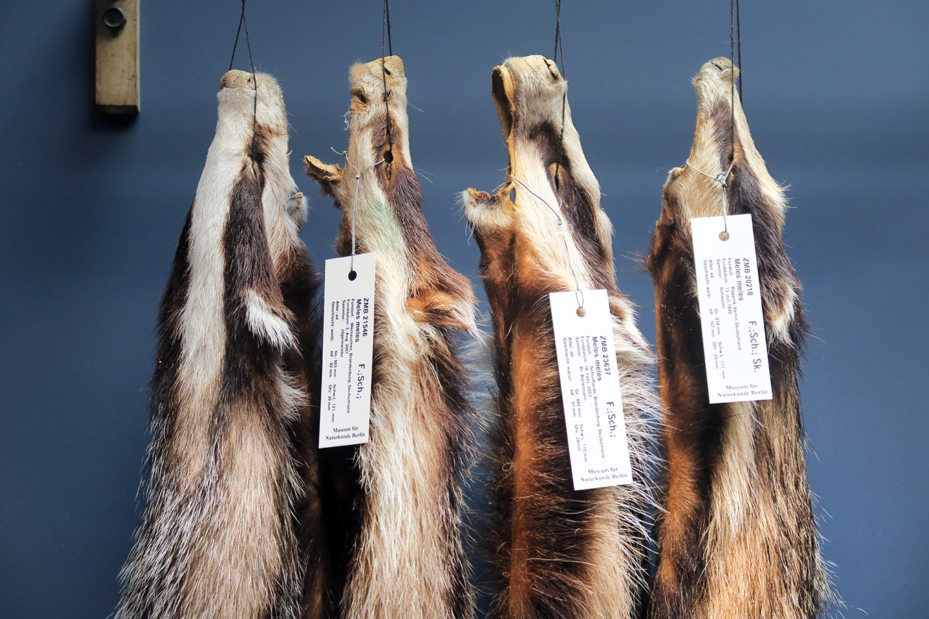 museum fur naturkunde berlin 5-2025 1448