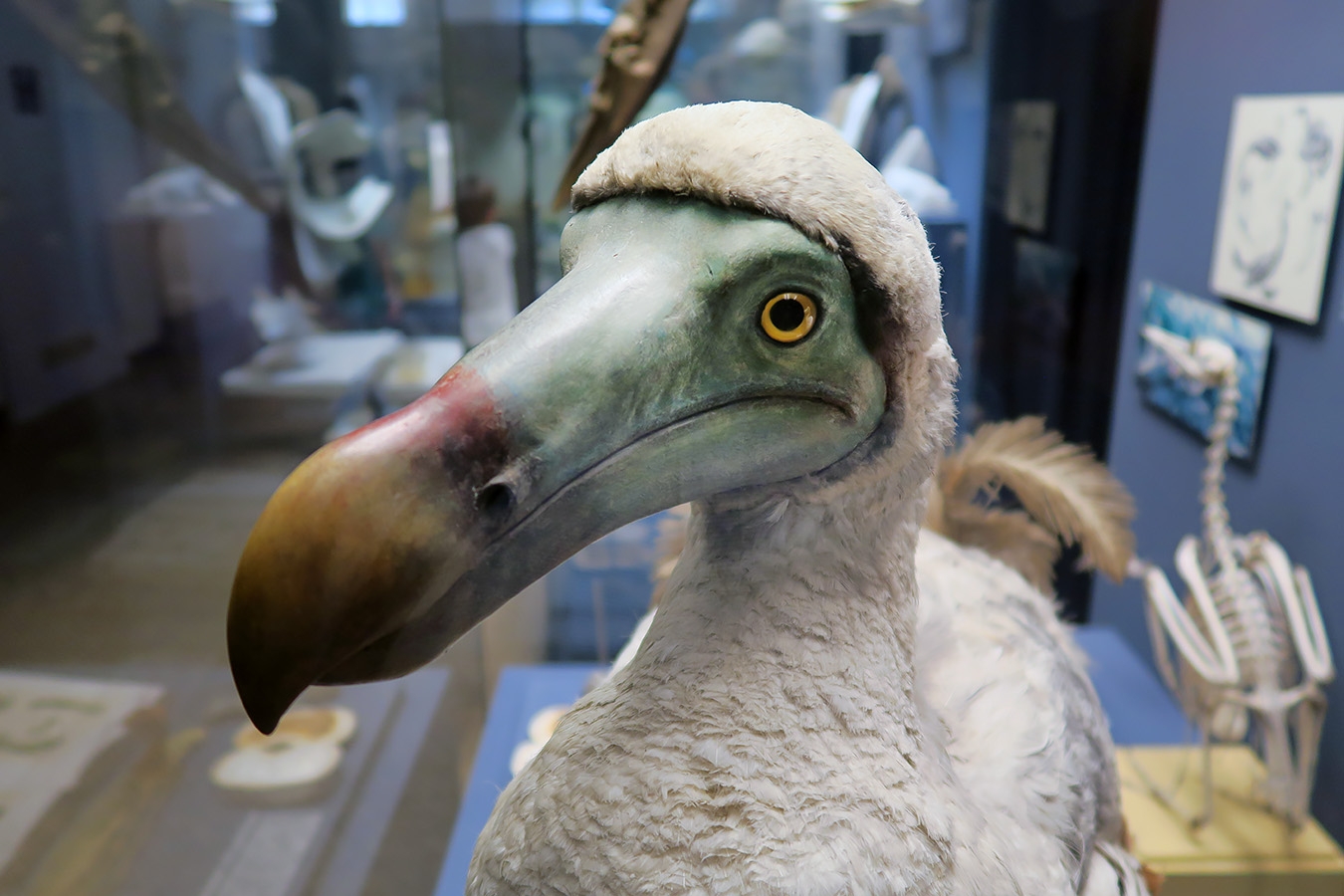 museum fur naturkunde berlin 5-2025 1453