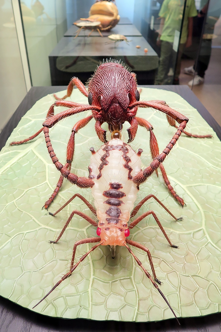 museum fur naturkunde berlin 5-2025 1461