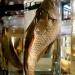 museum fur naturkunde berlin 5-2025 1477 museum fur naturkunde berlin 5-2025 1477