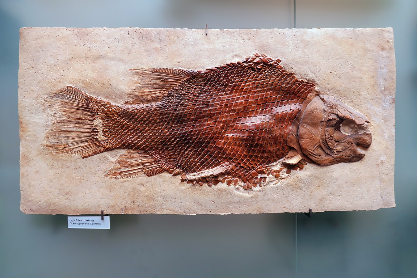 museum fur naturkunde berlin 5-2025 1489