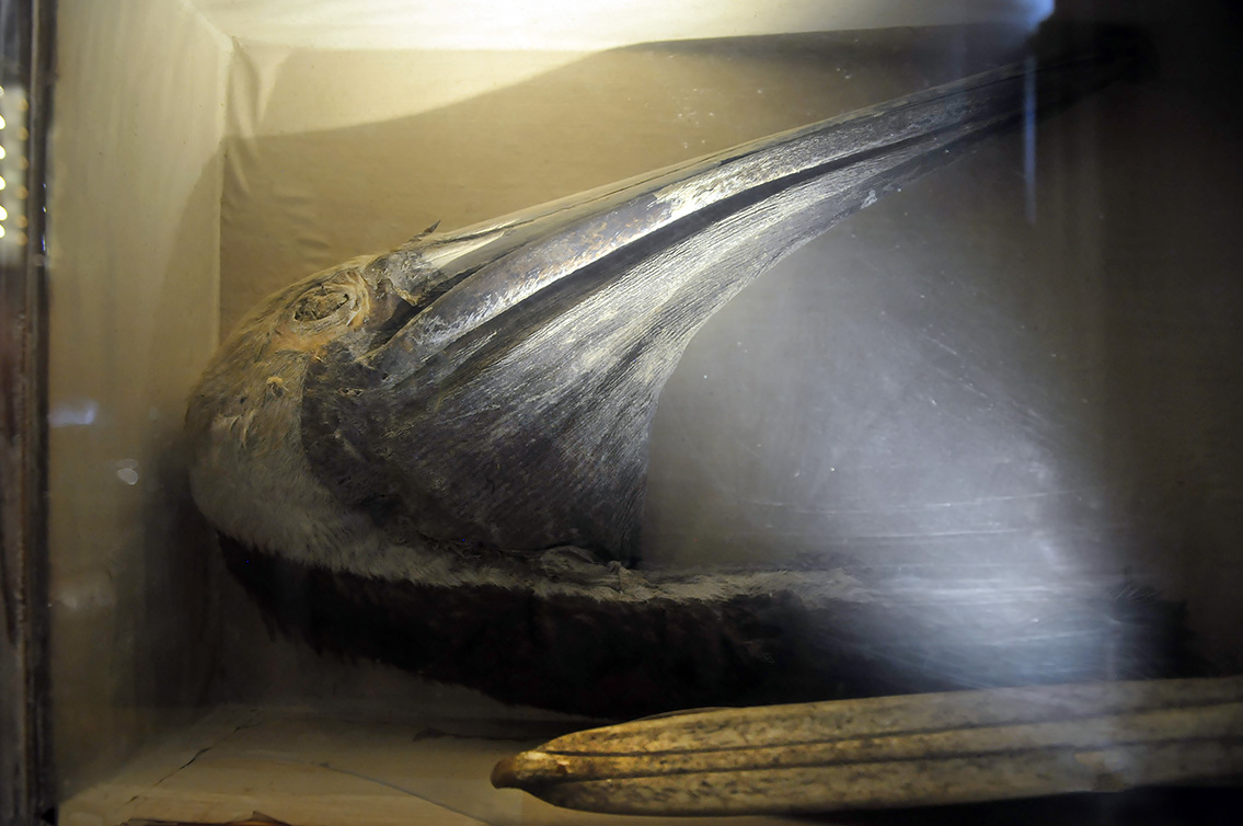 museum gustavianum uppsala 8-2015 8075