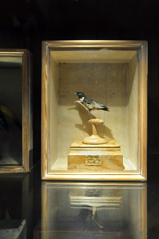 museum gustavianum uppsala 8-2015 8077