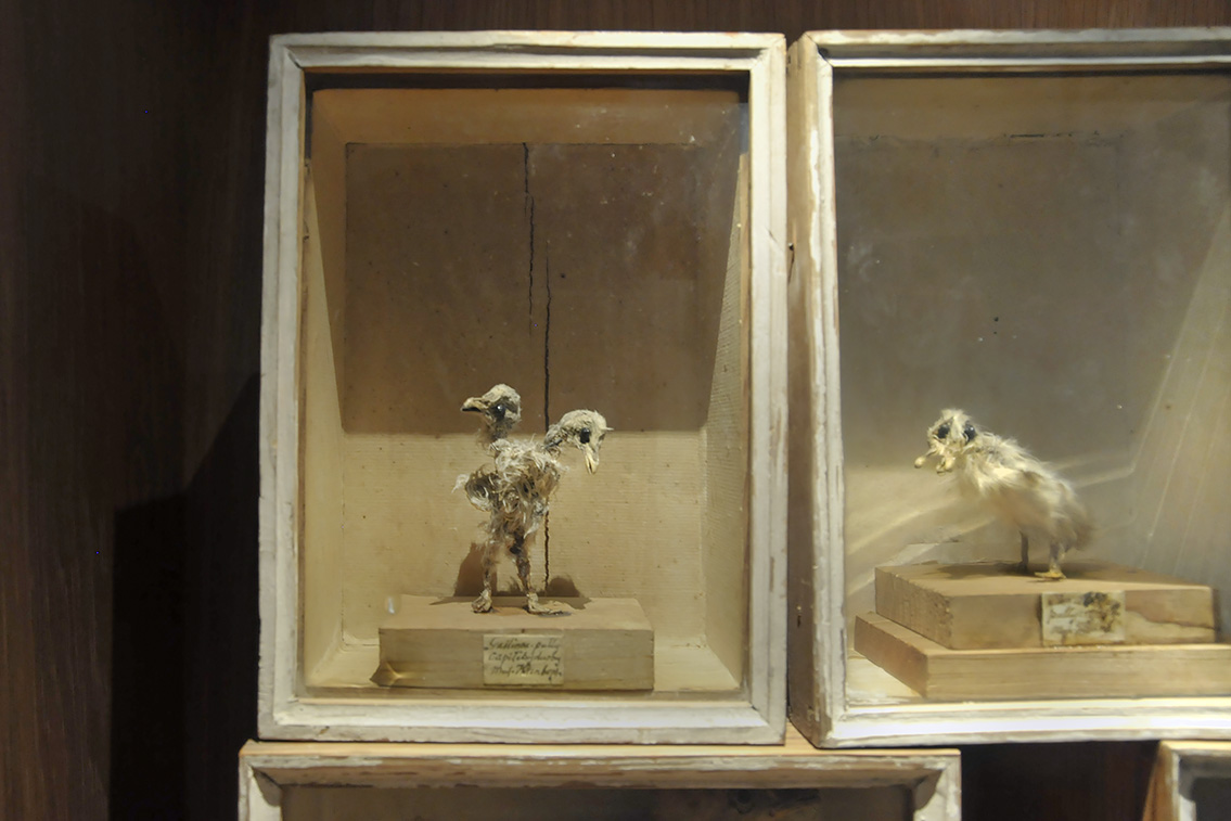 museum gustavianum uppsala 8-2015 8081