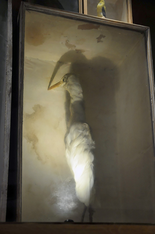 museum gustavianum uppsala 8-2015 8089