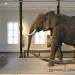 museum voor natuurwetenschappen brussel 11-2022 5507