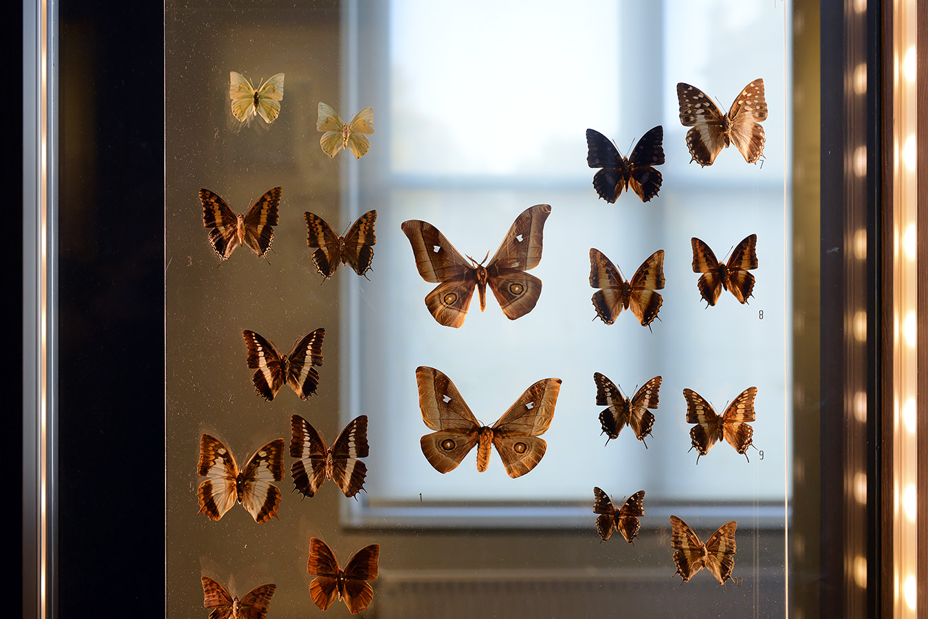 museum voor natuurwetenschappen brussel 11-2022 5515