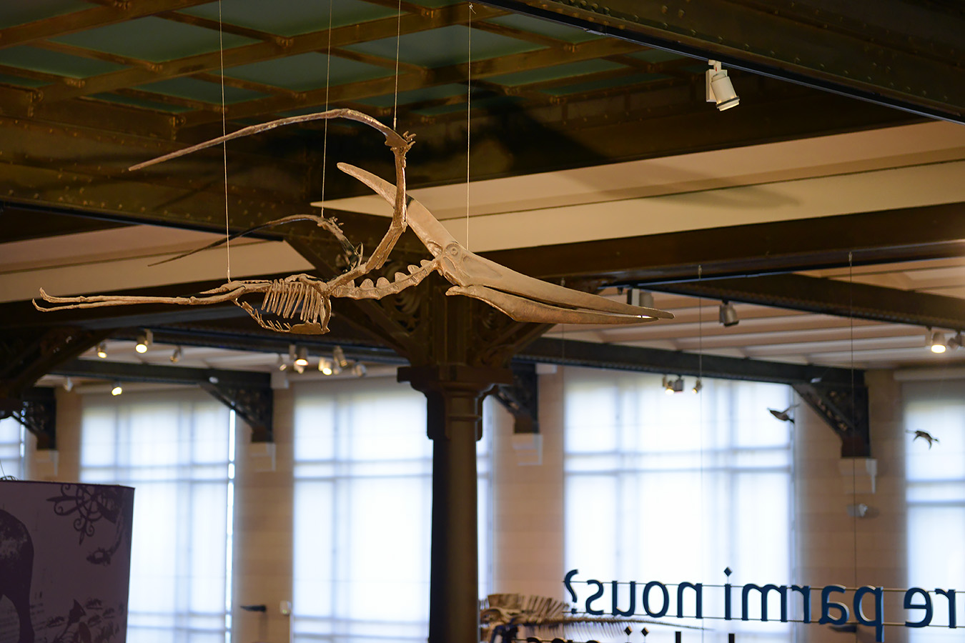 museum voor natuurwetenschappen brussel 11-2022 5537