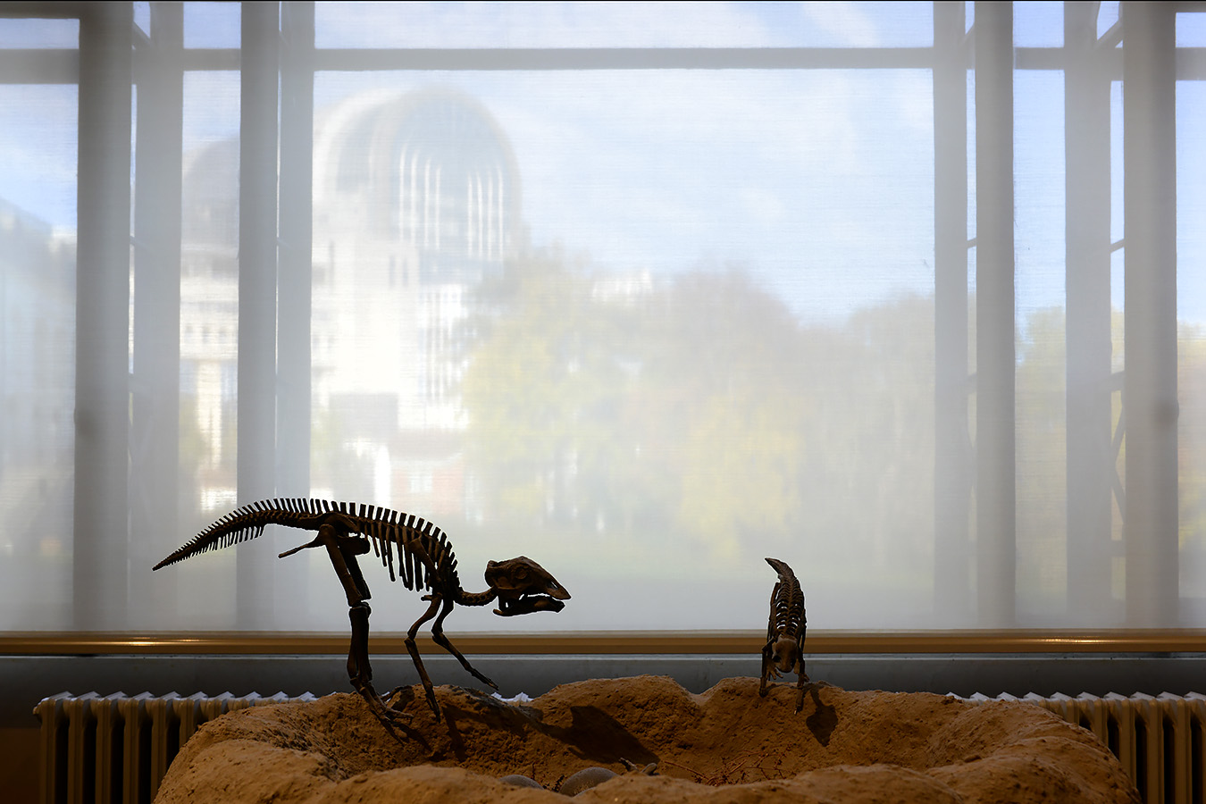 museum voor natuurwetenschappen brussel 11-2022 5566